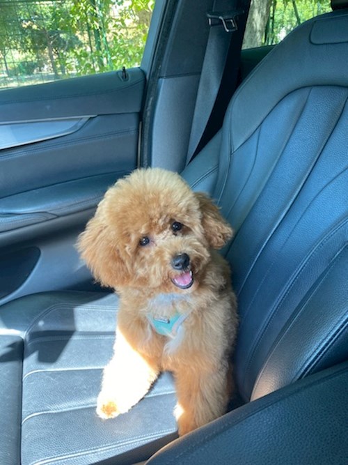 Városi- petsitter Budapest vagy Állat szitter a kutyák cicák