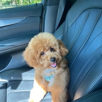 thumbnail petsitter Budapest vagy Állat szitter a kutyák cicák