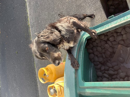 Michael- petsitter Budapest vagy Állat szitter a kutyák