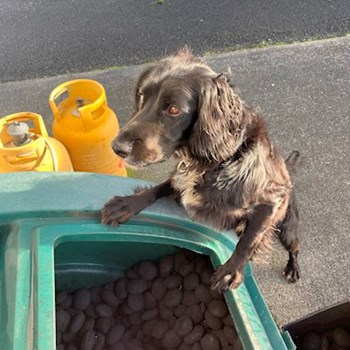 thumbnail petsitter Budapest vagy Állat szitter a kutyák