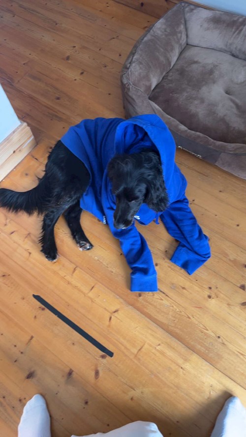 Michael- petsitter Budapest vagy Állat szitter a kutyák