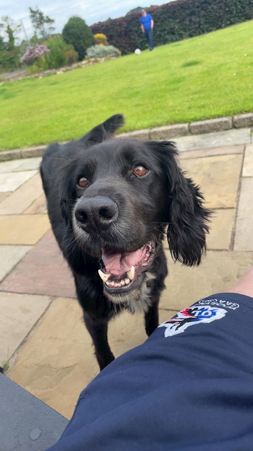 Michael- petsitter Budapest vagy Állat szitter a kutyák