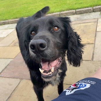 thumbnail petsitter Budapest vagy Állat szitter a kutyák