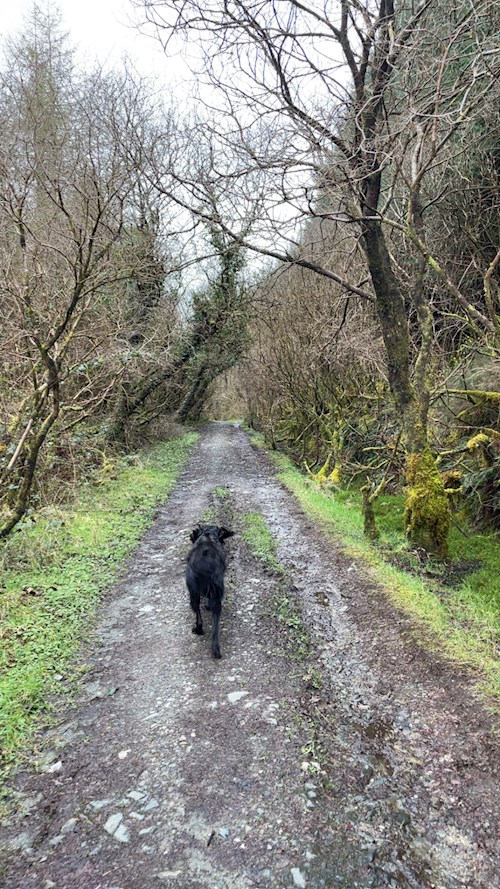 Michael- petsitter Budapest vagy Állat szitter a kutyák
