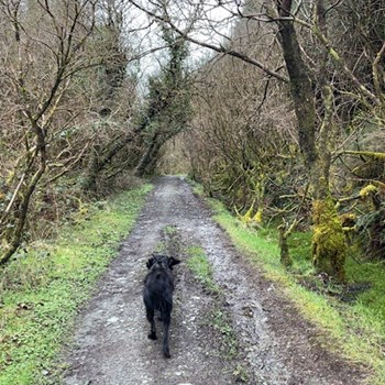thumbnail petsitter Budapest vagy Állat szitter a kutyák