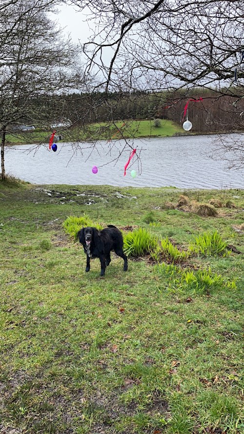 Michael- petsitter Budapest vagy Állat szitter a kutyák