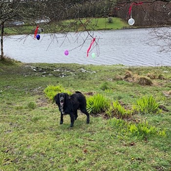 thumbnail petsitter Budapest vagy Állat szitter a kutyák