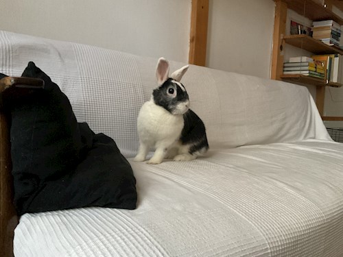 Fodor- petsitter Budapest vagy Állat szitter a kutyák cicák