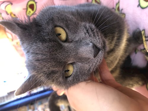 Fodor- petsitter Budapest vagy Állat szitter a kutyák cicák