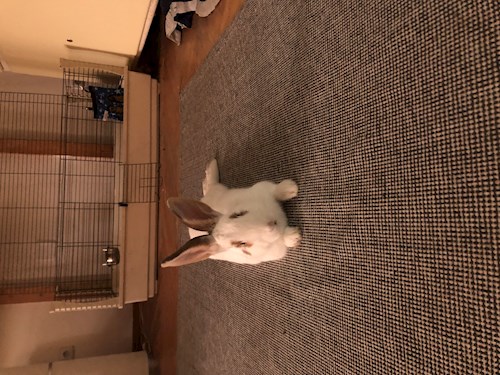 Fodor- petsitter Budapest vagy Állat szitter a kutyák cicák