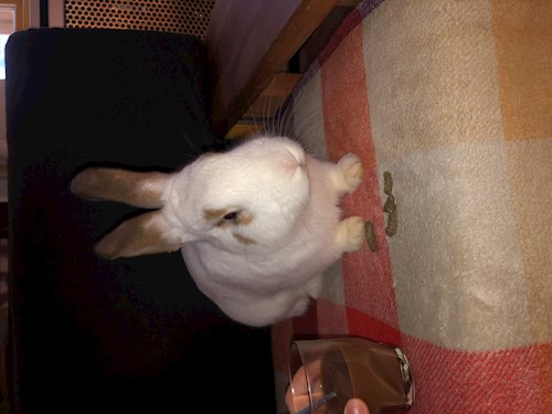 Fodor- petsitter Budapest vagy Állat szitter a kutyák cicák