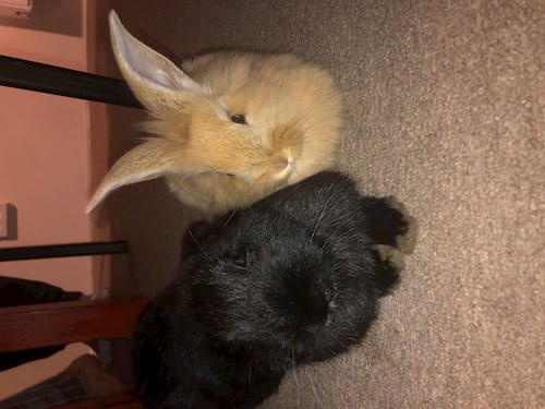 Fodor- petsitter Budapest vagy Állat szitter a kutyák cicák