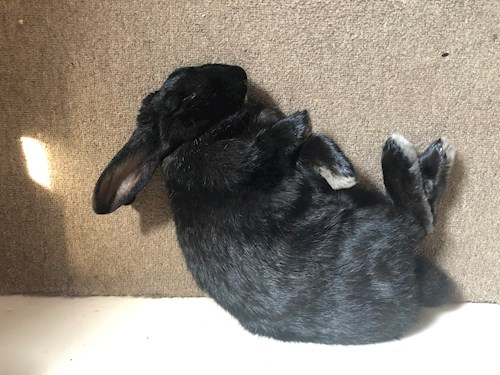 Fodor- petsitter Budapest vagy Állat szitter a kutyák cicák