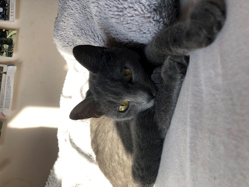 Fodor- petsitter Budapest vagy Állat szitter a kutyák cicák