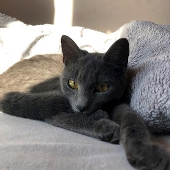 thumbnail petsitter Budapest vagy Állat szitter a kutyák cicák