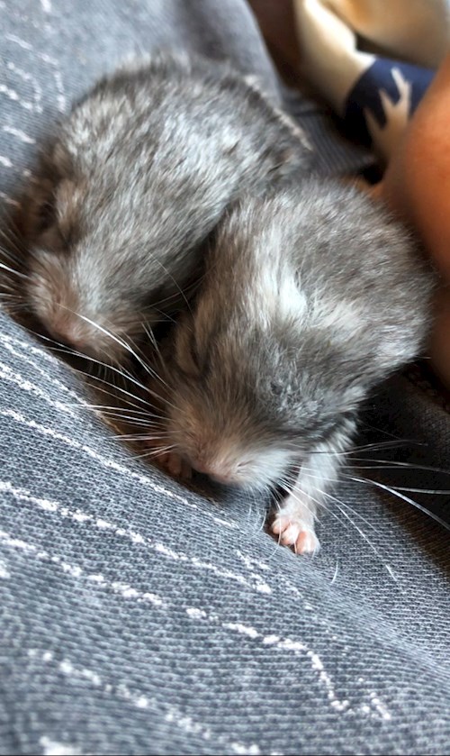 Fodor- petsitter Budapest vagy Állat szitter a kutyák cicák