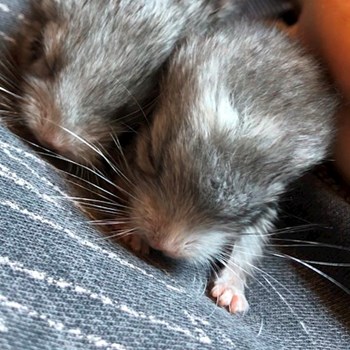 thumbnail petsitter Budapest vagy Állat szitter a kutyák cicák