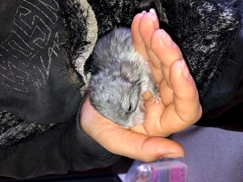 Fodor- petsitter Budapest vagy Állat szitter a kutyák cicák