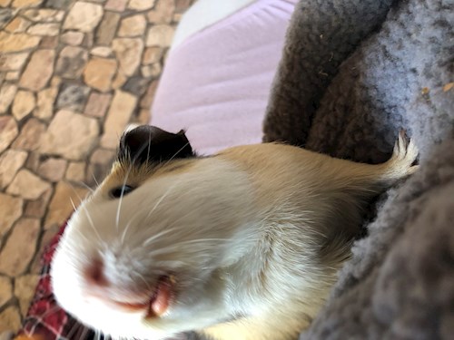 Fodor- petsitter Budapest vagy Állat szitter a kutyák cicák