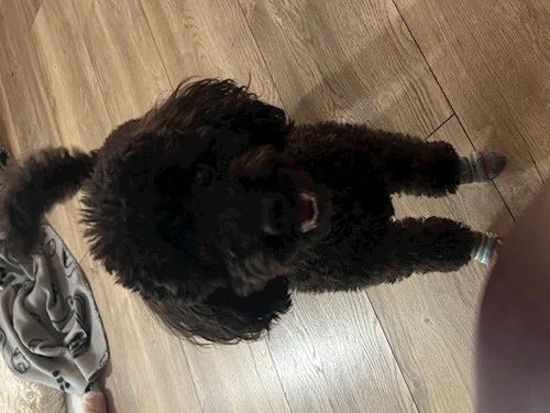 Petra- petsitter Budapest vagy Állat szitter a kutyák