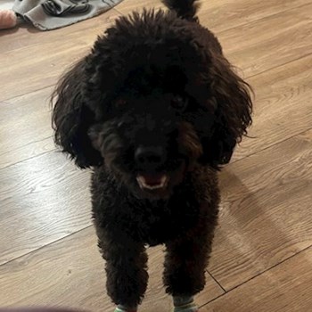 thumbnail petsitter Budapest vagy Állat szitter a kutyák