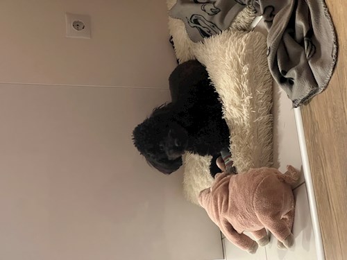 Petra- petsitter Budapest vagy Állat szitter a kutyák