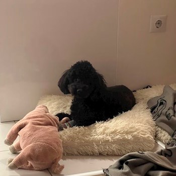 thumbnail petsitter Budapest vagy Állat szitter a kutyák