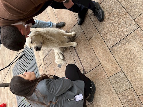 Petra- petsitter Budapest vagy Állat szitter a kutyák