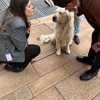 thumbnail petsitter Budapest vagy Állat szitter a kutyák