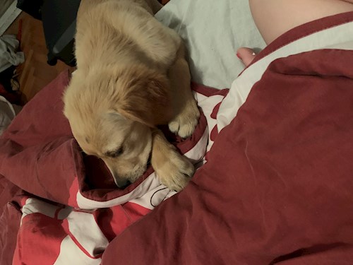 Petra- petsitter Budapest vagy Állat szitter a kutyák