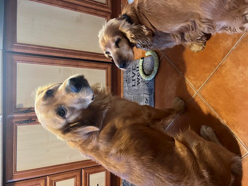 Petra- petsitter Budapest vagy Állat szitter a kutyák