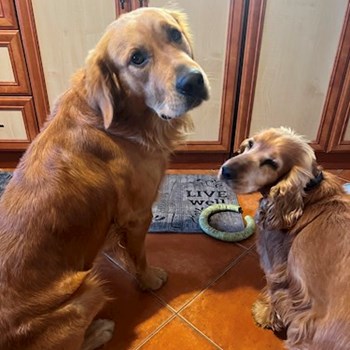 thumbnail petsitter Budapest vagy Állat szitter a kutyák