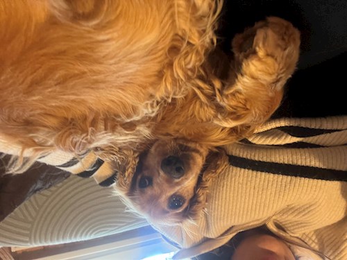 Petra- petsitter Budapest vagy Állat szitter a kutyák