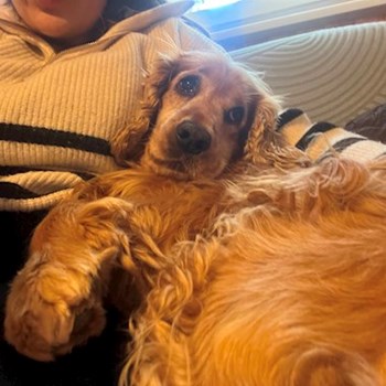 thumbnail petsitter Budapest vagy Állat szitter a kutyák