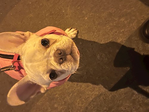 Petra- petsitter Budapest vagy Állat szitter a kutyák