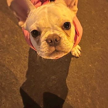 thumbnail petsitter Budapest vagy Állat szitter a kutyák