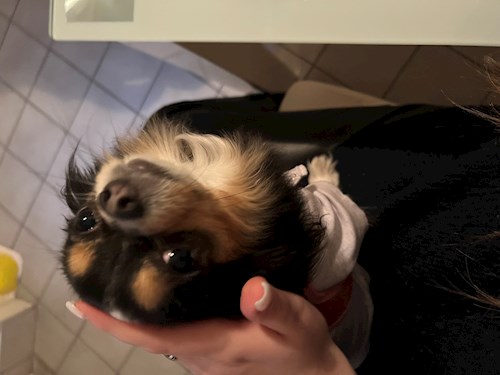 Petra- petsitter Budapest vagy Állat szitter a kutyák