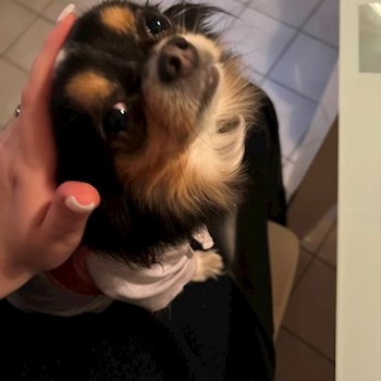 thumbnail petsitter Budapest vagy Állat szitter a kutyák
