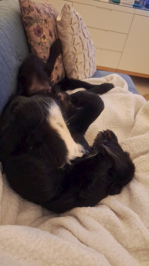 Varga- petsitter Budapest vagy Állat szitter a kutyák