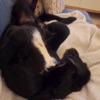 thumbnail petsitter Budapest vagy Állat szitter a kutyák