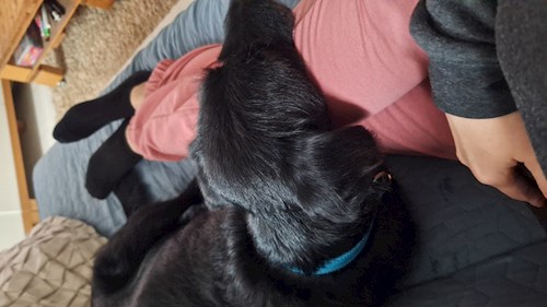 Varga- petsitter Budapest vagy Állat szitter a kutyák