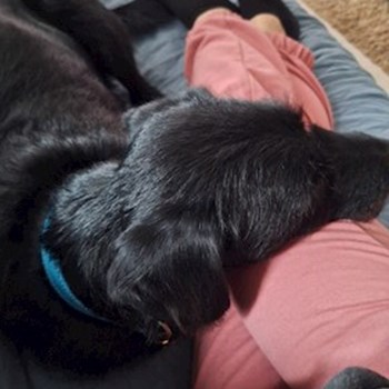 thumbnail petsitter Budapest vagy Állat szitter a kutyák