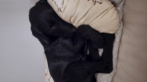 Varga- petsitter Budapest vagy Állat szitter a kutyák