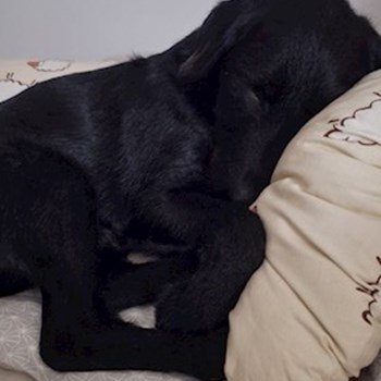 thumbnail petsitter Budapest vagy Állat szitter a kutyák