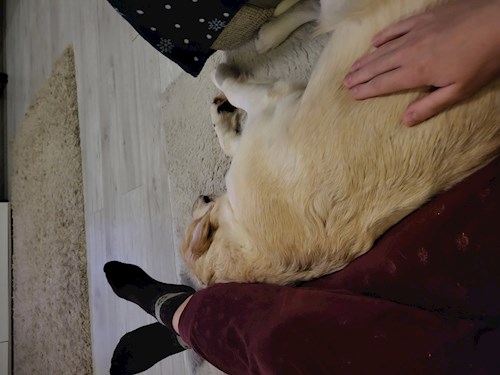 Kata- petsitter Budapest vagy Állat szitter a kutyák cicák