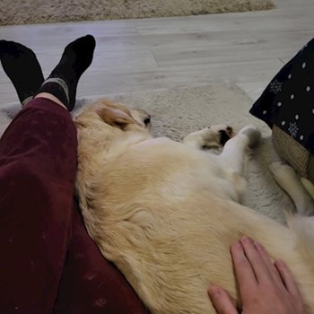 thumbnail petsitter Budapest vagy Állat szitter a kutyák cicák