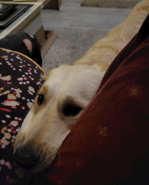 Kata- petsitter Budapest vagy Állat szitter a kutyák cicák