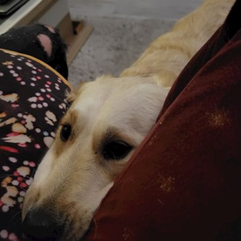 thumbnail petsitter Budapest vagy Állat szitter a kutyák cicák