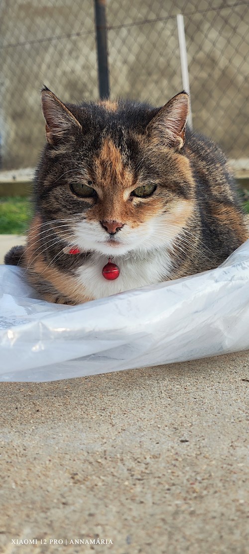 Merling- petsitter Pécs or Pet nanny for dogs cats