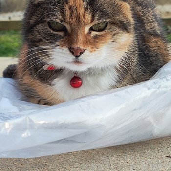 thumbnail petsitter Pécs or pet nanny for dogs cats